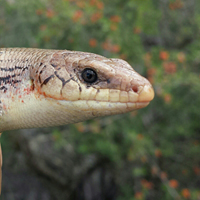 Great Plains Skink