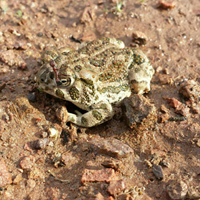 Great Plains Toad