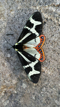 Unknown Moth