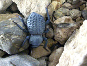 Blue Death Feigning Beetle