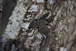 African Amblypigid