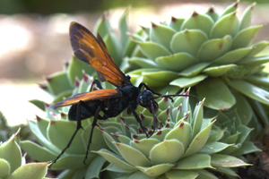 Tarantula Hawk Wasp