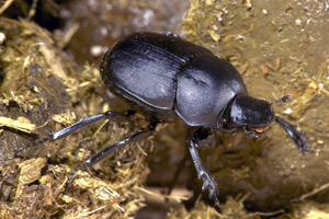 Black Dung Beetle