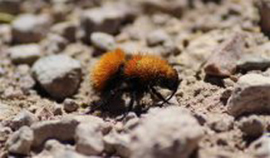 Velvet Ant