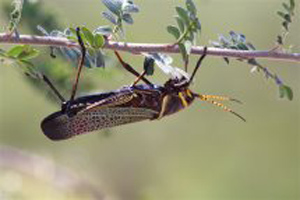 Horse Lubber Grasshopper