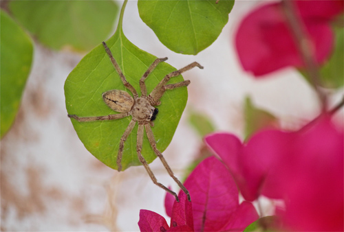 Huntsman Spider