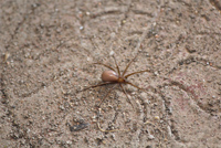 Brown Recluse Spider