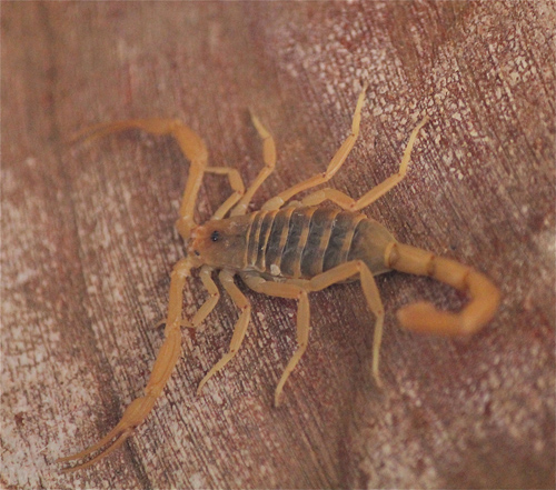 Bark Scorpion